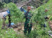 TNI Musnahkan 3 Hektar Ladang Ganja di Gayo Lues